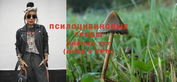 прущие грибы Белокуриха